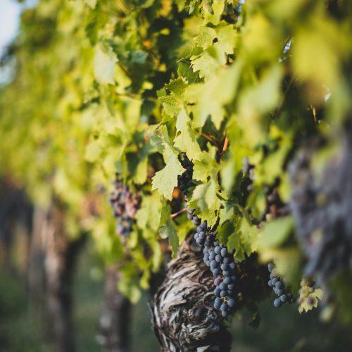 Choosing the Right Accessories for Your Wine Collection