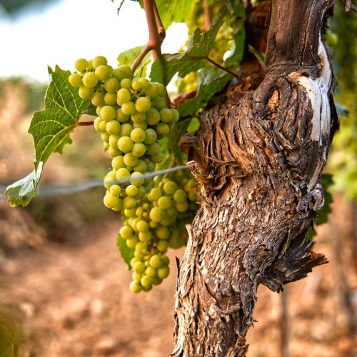 A Guide to Pairing Israeli Wines with Local Cuisine